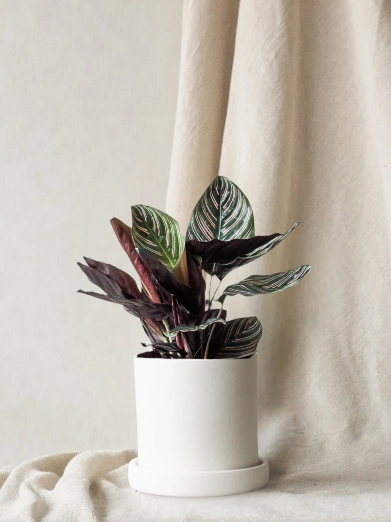 Calathea Pinstripe