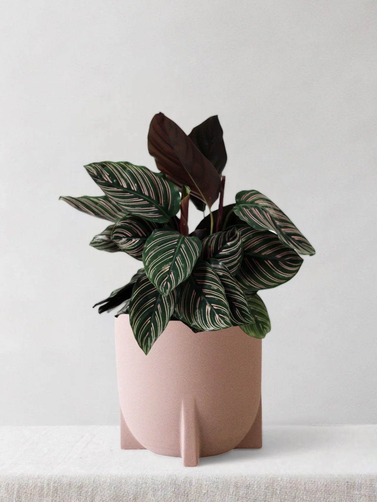 Calathea Pinstripe