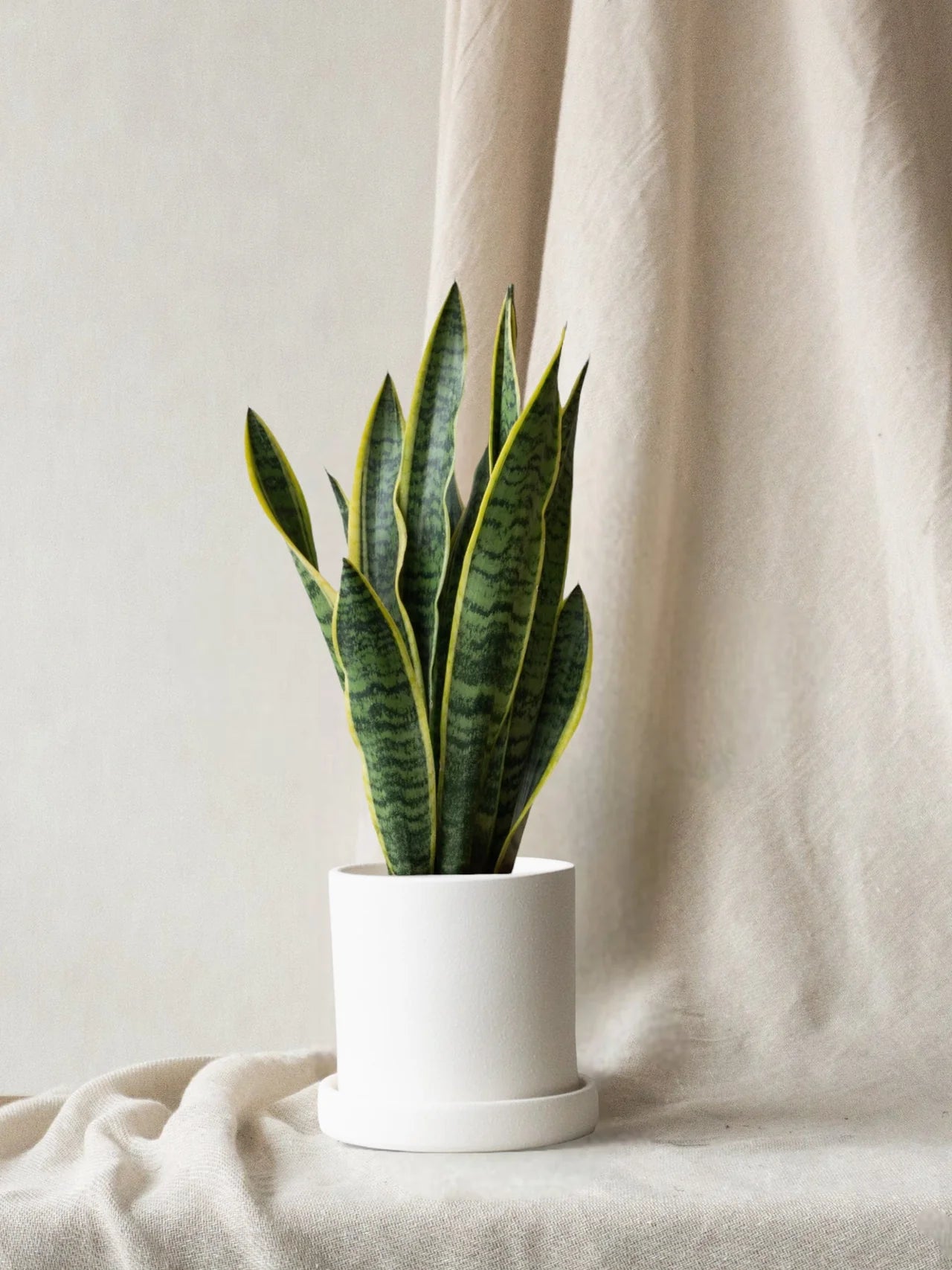 Snake Plant