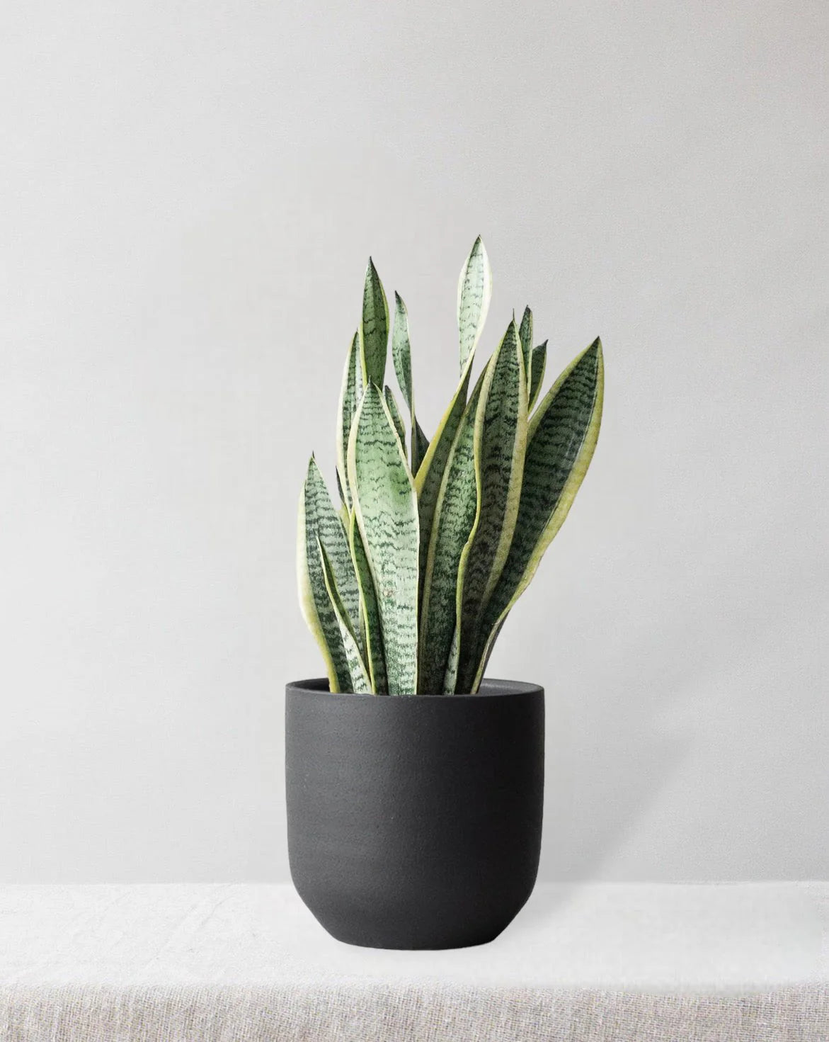 Snake Plant