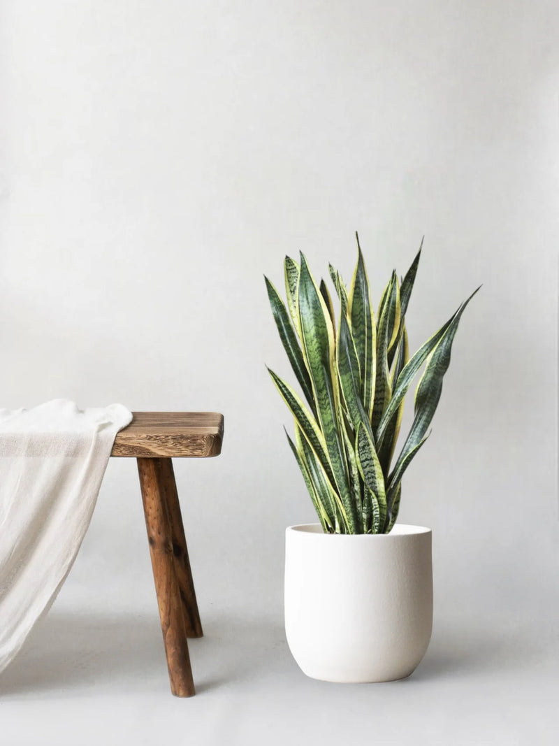 Snake Plant