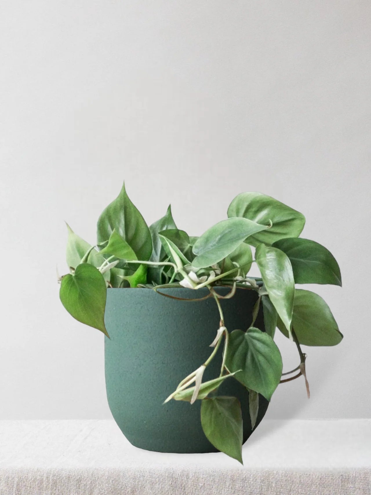 Philodendron Scandens