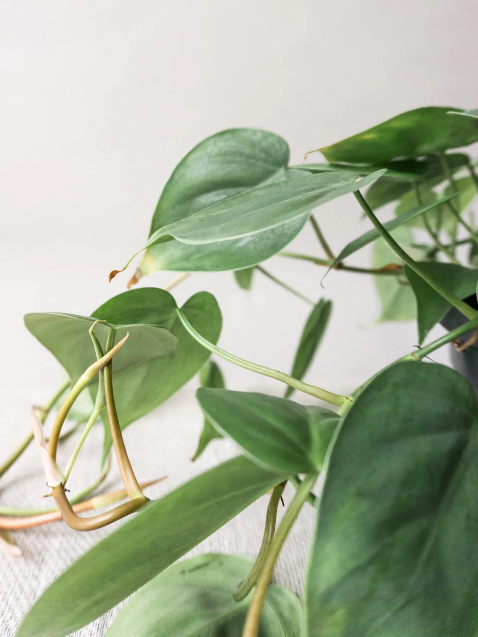 Philodendron Scandens