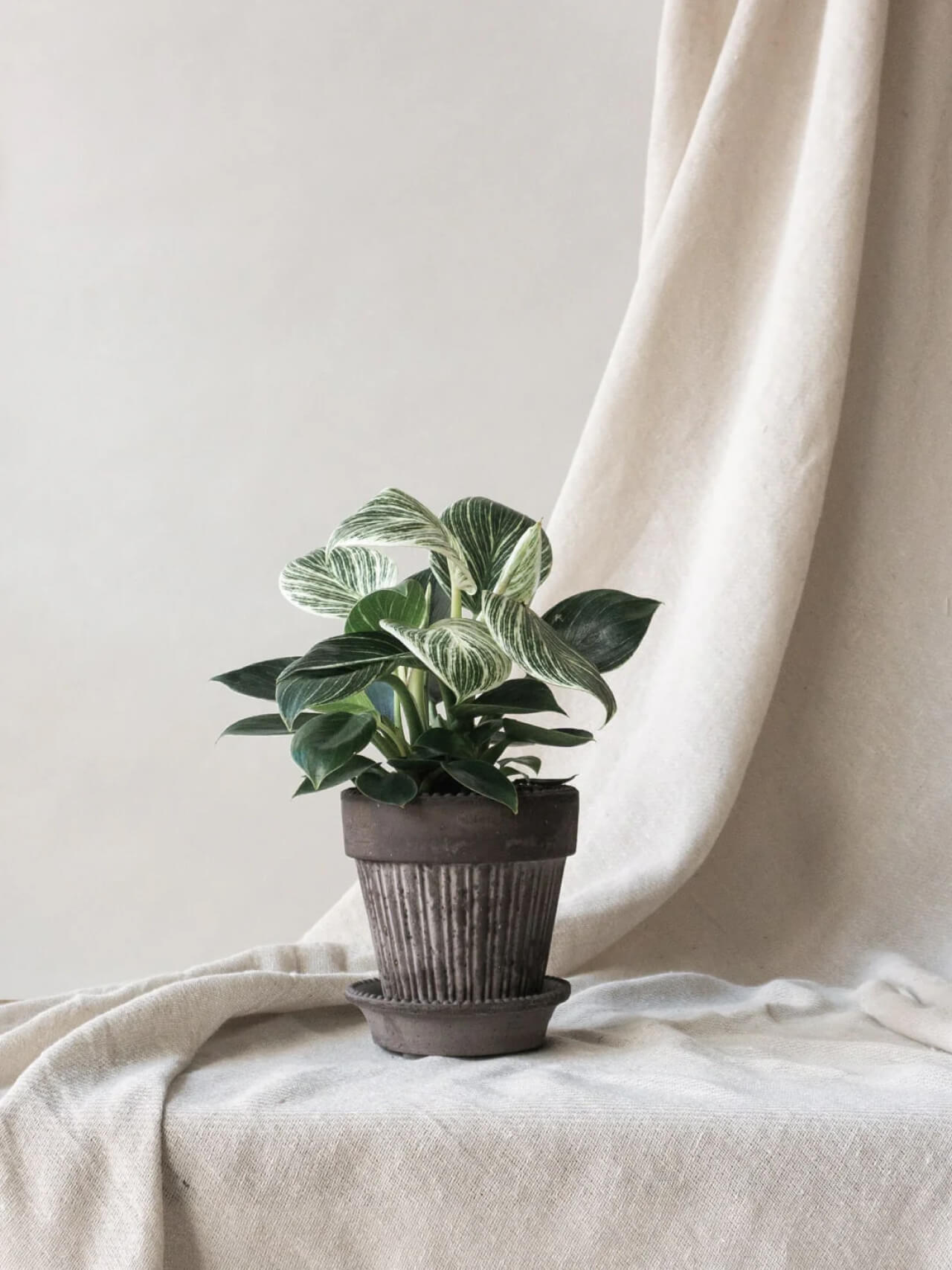 Philodendron Birkin