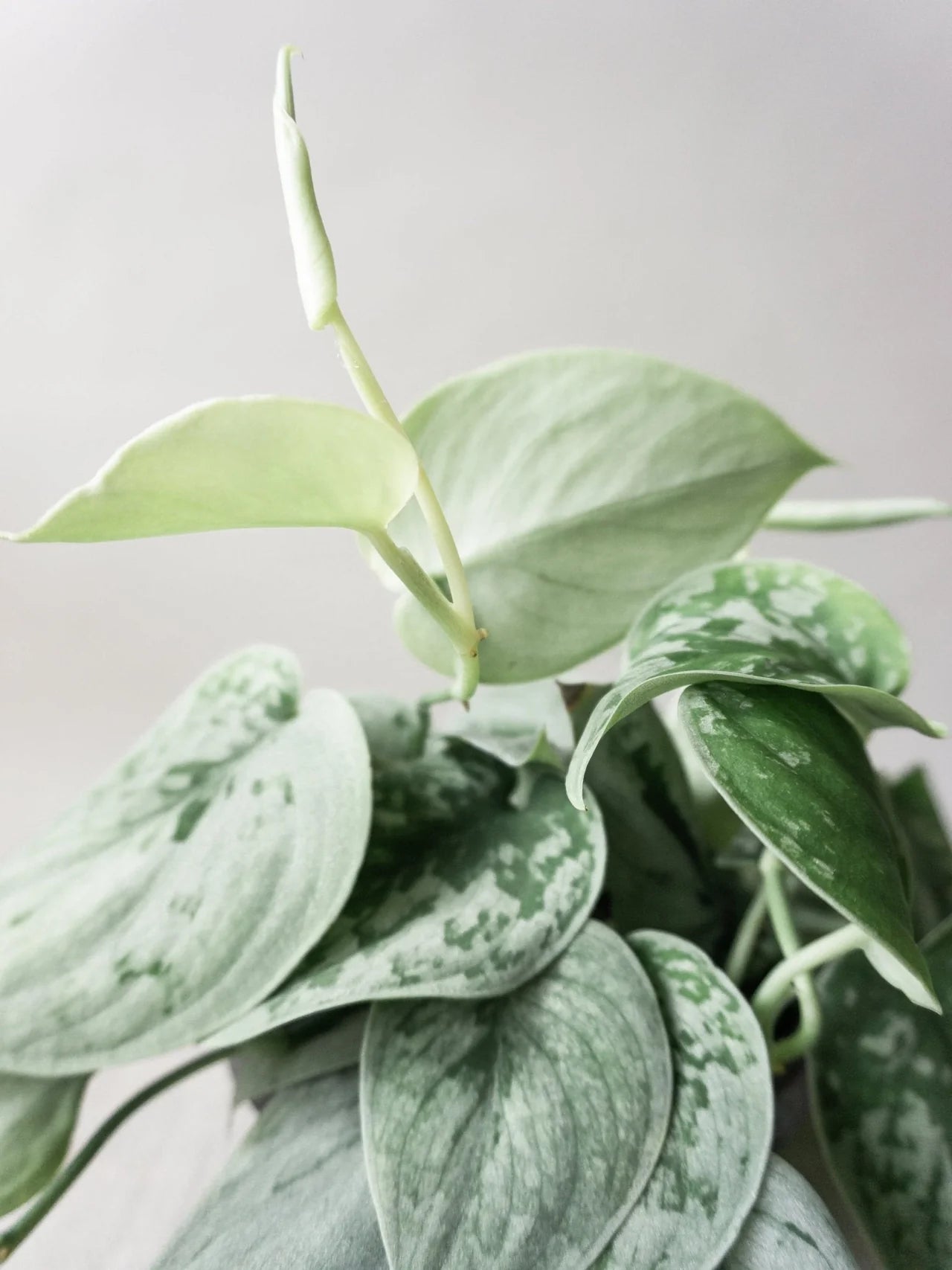 Satin Pothos