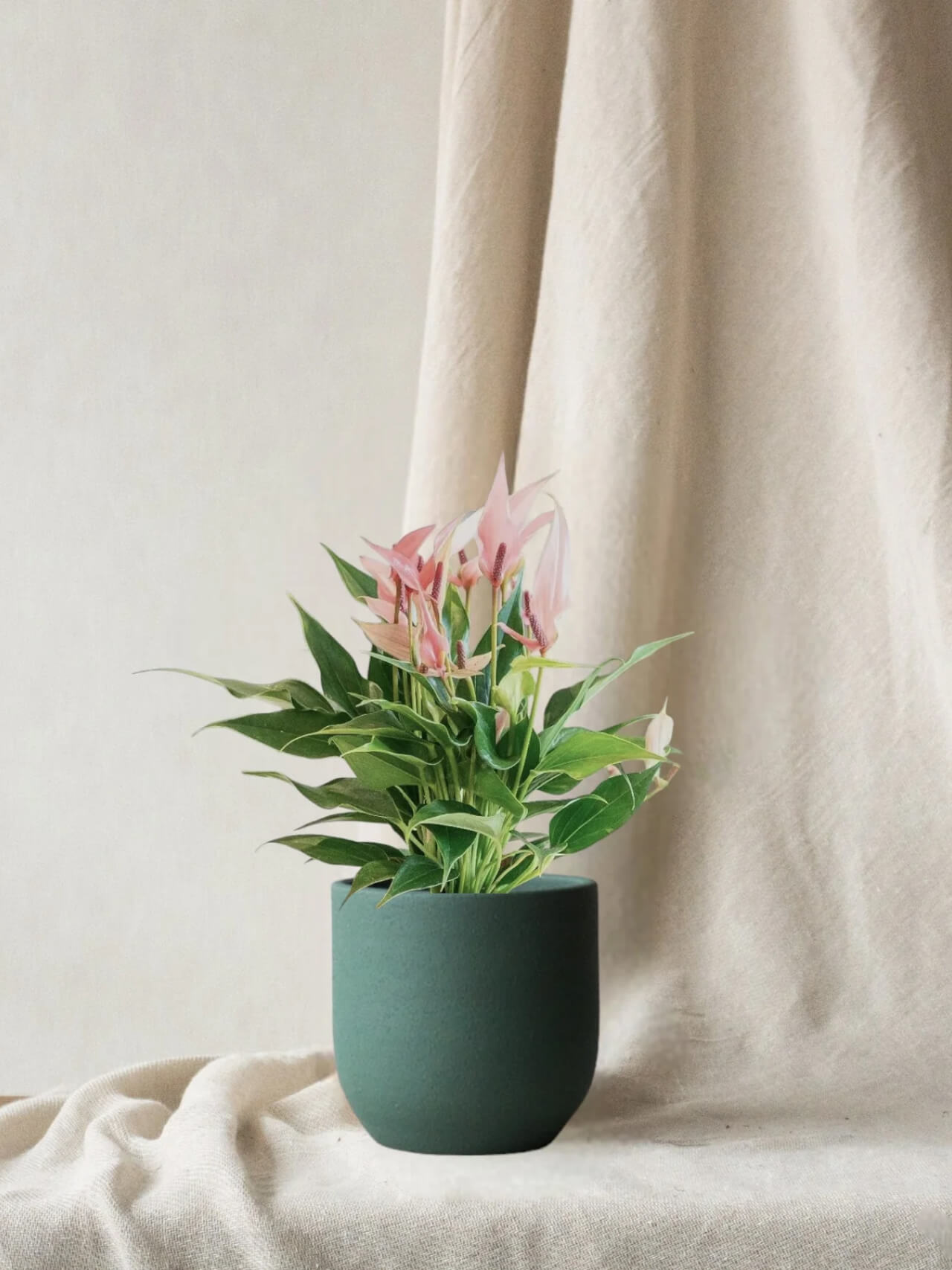 Anthurium Royal Lilli Pink