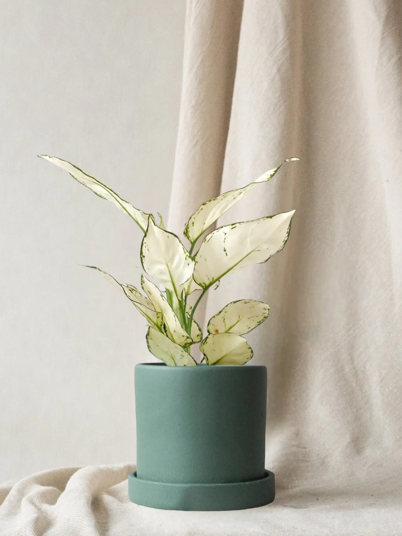 Aglaonema White Joy