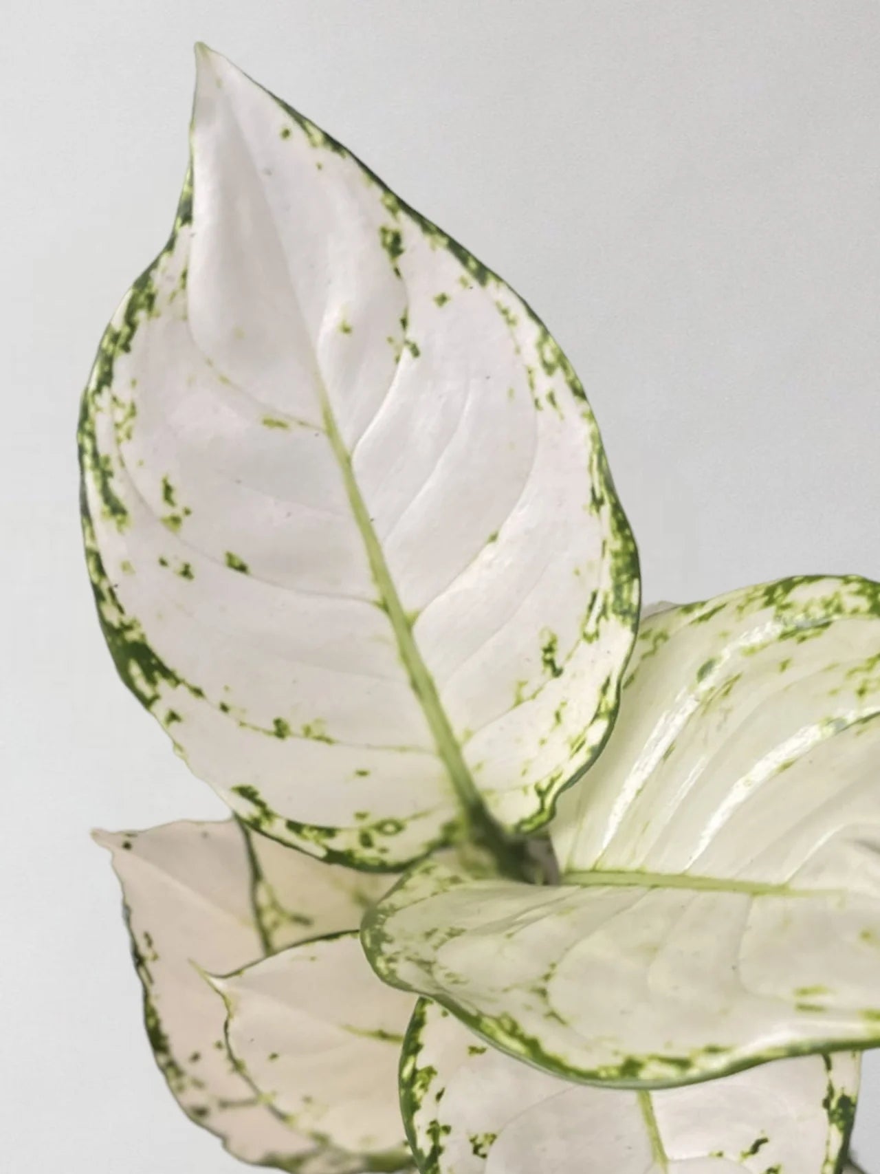 Aglaonema White Joy