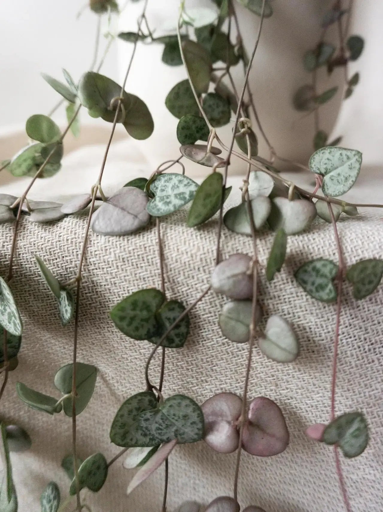 String of Hearts