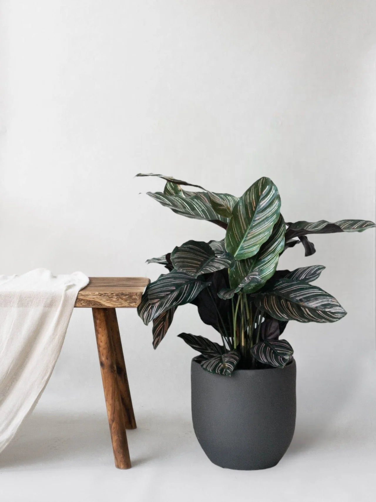 Calathea Pinstripe