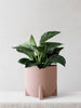 Philodendron Birkin