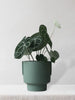 Anthurium Clarinervium